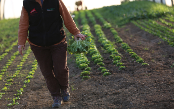 Le Projet Agricole et Alimentaire 